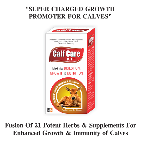 Calf care powder